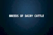 BREEDS OF DAIRY CATTLE. US MILK PRODUCTION Trends Trends Fairly steady slow increase in production Fairly steady slow increase in production Consistent.