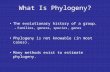 What Is Phylogeny? The evolutionary history of a group. –Families, genera, species, genes Phylogeny is not knowable (in most cases). Many methods exist.