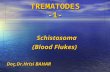 Schistosoma Schistosoma (Blood Flukes) TREMATODES -1- Doç.Dr.Hrisi BAHAR.