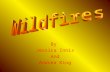 By Jessica Innis And Andrea King. When the native people were living in tribes, wildfires were very common. They would occur around grassy and forested.
