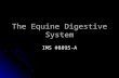 The Equine Digestive System IMS #8895-A. Objectives Discuss internal organs Discuss internal organs Identify the structures of the digestive system Identify.