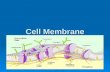 Cell Membrane. Function of Cell Membrane  Separates the cell’s contents from materials outside the cell  Regulates what moves in and out of a cell