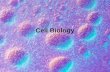 Cell Biology. Outline Cell Structure and Organelles Cell Molecular Components Water and Chemical properties Cell Membrane Osmotic Properties of cells.