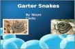 Garter Snakes By Tatum Coutu. Why are people afraid of snakes? Why are people so afraid of snakes if there are no poisonous in Rhode Island? Is it because.