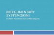 INTEGUMENTARY SYSTEM(SKIN) System Main Function & Main Organs By Miaoming He.