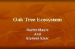 Oak Tree Ecosystem Martin Maurs And Szymon Szulc.
