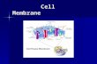 Cell Membrane Cell Membrane. Cell Membrane -Thin flexible layer around cell -Thin flexible layer around cell -Controls what goes in or out of cell -Controls.