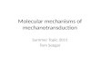 Molecular mechanisms of mechanotransduction Summer Topic 2011 Tom Seegar.