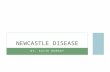 BY: KATIE MURRAY NEWCASTLE DISEASE. CAUSES/ORIGIN Newcastle disease, also known as Avian Distemper or Velogenic Viscerotropic Newcastle Disease is caused.