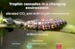 Trophic cascades in a changing environment: elevated CO 2 and multi-trophic interactions Scott Johnson Rosie Hails & Adam Vanbergen Hefin Jones Supervisors.