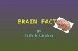 BRAIN FACTS By Yash & Lindsey. Fact Page 1  The adult human brain weighs 3 lbs.  The average human brain is 140 mm wide  The human brain has about.