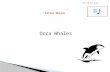 Orca Whales Click me for audio. Order: Cetacea Family: Delphinidae Genus/Species: Orcinus orca.