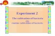 Experiment 2 routine cultivation of bacteria The cultivation of bacteria (1)
