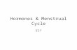 Hormones & Menstrual Cycle B5f. OBJECTIVES Key Objective Describe the link between hormones & the menstrual cycle Outcomes Describe the main stages of.