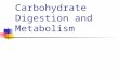Carbohydrate Digestion and Metabolism. Overview of Carbohydrate Digestion and Metabolism.