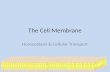 The Cell Membrane Homeostasis & Cellular Transport.