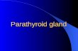 Parathyroid gland. Parathyroid glands are small glands of the endocrine system which are located in the neck behind the thyroid. There are four parathyroid.