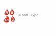 Blood Type. Blood Types ABO blood groups are due to protein antigens (markers) on the red blood cells Rh+ and - blood types are due to a different protein.