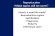 Reproduction Which topics will we cover? How is a new life made? Reproductive organs Fertilisation Pregnancy Puberty Menstrual cycle.