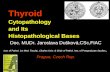 Thyroid Cytopathology and Its Histopathological Bases Doc. MUDr. Jaroslava Dušková,CSc,FIAC Inst. of Pathol. 1st Med. Faculty, Charles Univ. & Chair of.