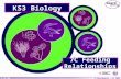 © Boardworks Ltd 2004 1 of 20 © Boardworks Ltd 2005 1 of 40 KS3 Biology 7C Feeding Relationships.