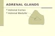 ADRENAL GLANDS Adrenal Cortex Adrenal Medulla. .