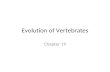 Evolution of Vertebrates Chapter 19. Chordate Characteristics Dorsal, hollow nerve cords Notocord between GI tract and nerve cord Pharyngeal slits Post-anal.