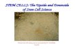 STEM CELLS: The Upside and Downside of Stem Cell Science Human ES cell colony: picture provided by Dr. Toshihiko Ezashi.