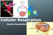 Cellular Respiration Aerobic Respiration Let’s Review Anaerobic Respiration: Does not require Oxygen Aerobic Respiration: REQUIRES Oxygen Name 2 types.