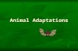 Animal Adaptations. Types of Adaptation Anything that helps an organism survive in its environment is an adaptation. Anything that helps an organism survive.