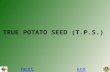 TRUE POTATO SEED (T.P.S.) next end. next previousend Tiny botanical seeds of potato obtained by crossing two parental lines of Potato, a substitute of.