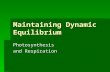 Maintaining Dynamic Equilibrium Photosynthesis and Respiration.
