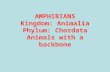 AMPHIBIANS Kingdom: Animalia Phylum: Chordata Animals with a backbone.