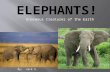 Enormous Creatures of the Earth By: Jack S..  Elephant’s scientific name is Loxodonta africacana and Elephas maximus (African and Asian)  Elephants.