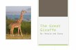 The Great Giraffe By: Kenzie and Grace Giraffes What type of animal are they?  They are mammals Species: Giraffa What do they eat?  They eat fruit,