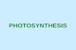 PHOTOSYNTHESIS. Photosynthesis What we know - Producers are organisms that produce their own food. Green plants are producers – they convert sunlight.