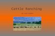 Cattle Ranching By Zack Dykman. Cattle ranching was growing greatly from 1860 – 1910. Cattle ranch was very hard work. This job is very time-consuming.