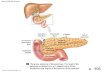 © 2015 Pearson Education, Inc. Figure 24-18a The Pancreas. Common bile duct Pancreatic duct Lobules Tail of pancreas Body of pancreas Head of pancreas.