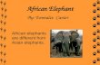 African Elephant By: Emmalee Cavier African elephants are different from Asian elephants.