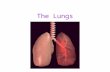 The Lungs. ~ The lungs are responsible for exchanging oxygen for carbon dioxide with the red blood cells. Once this oxygenated (oxygen-rich) blood travels.