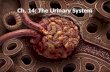 Ch. 14: The Urinary System. Something to Think About Functions of urinary system and anatomy of kidney Urine formation Renal function tests Urine storage.
