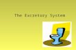 The Excretory System. Excretion- removal of waste produced during body functions Occurs through: 1.Intestine- digestive wastes, salts 2.Skin (sweat glands)-