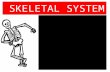 SKELETAL SYSTEM. Study of Skeletal system- Skeletelology Vertebrate skeletal system is differentiated in 2 parts- 1.Axial Skeleton. 2.Appendicular Skeleton.