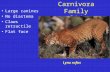 Order Carnivora Family Felidae Large canines No diastema Claws retractile Flat face Lynx rufus.