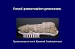 Fossil preservation processes Tyrannosaurus turd, Eastend Saskatchewan.