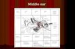 Middle ear. Middle ear structures Middle ear cavity/tympanum Middle ear cavity/tympanum Tympanic membrane Tympanic membrane Ossicles/Middle ear bones.