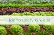Idaho Leafy Greens. Leafy Greens  The most common type of leafy green eaten in the United States is lettuce.  There are many other kinds of leafy greens.