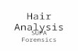 Hair Analysis SUPA Forensics What Exactly Is Hair? Typical mammalian hair consists of the shaft, protruding above the skin, and the root, which is.