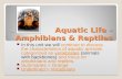 Aquatic Life – Amphibians & Reptiles In this unit we will continue to discuss the characteristics of aquatic animals categorized as vertebrates (animals.