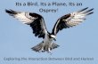 Its a Bird, Its a Plane, Its an Osprey! Exploring the Interaction Between Bird and Human.